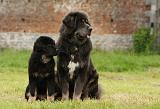 DOGUE DU TIBET 836